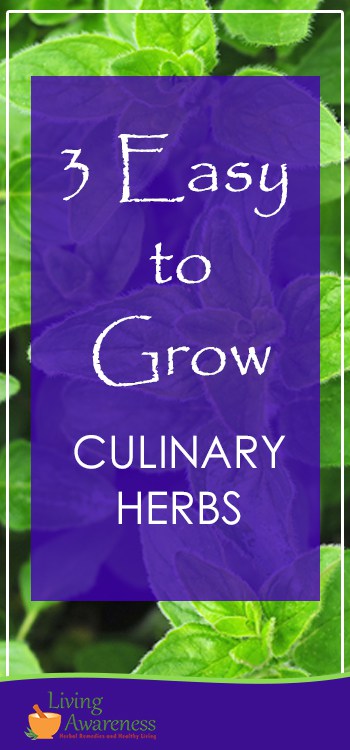 3 Easy to Grow Culinary Herbs