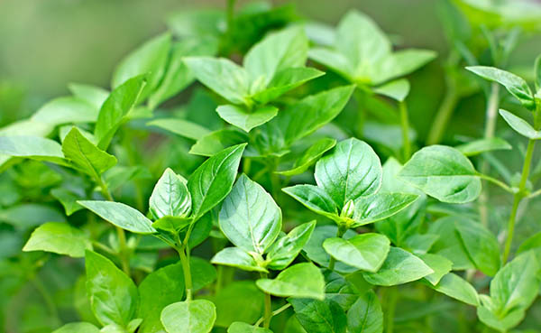 Fresh Basil - fresh leaves of Basil