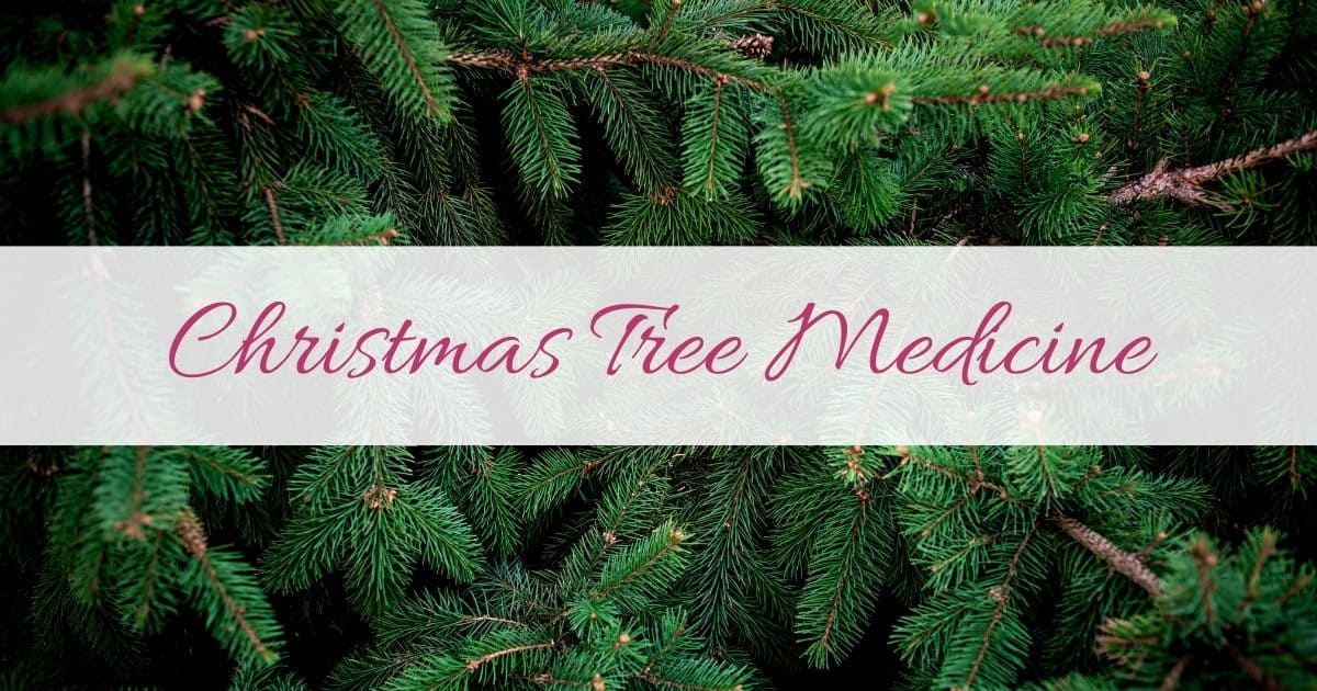 Christmas Tree Medicine: How to Make a Healing Herbal Steam