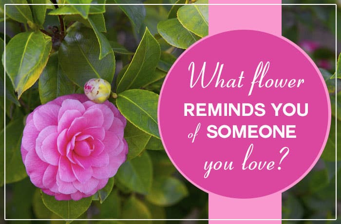 What Flower Reminds You Of Someone You Love?