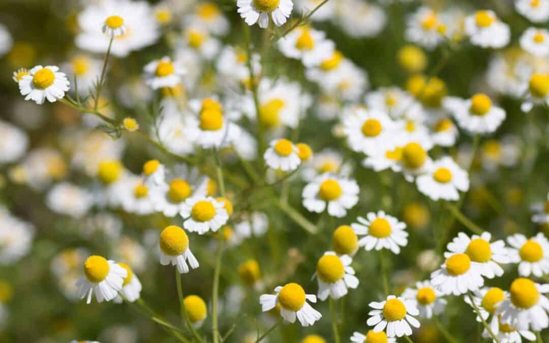 How to Communicate with Plants: One Simple Technique to Connect with the Earth