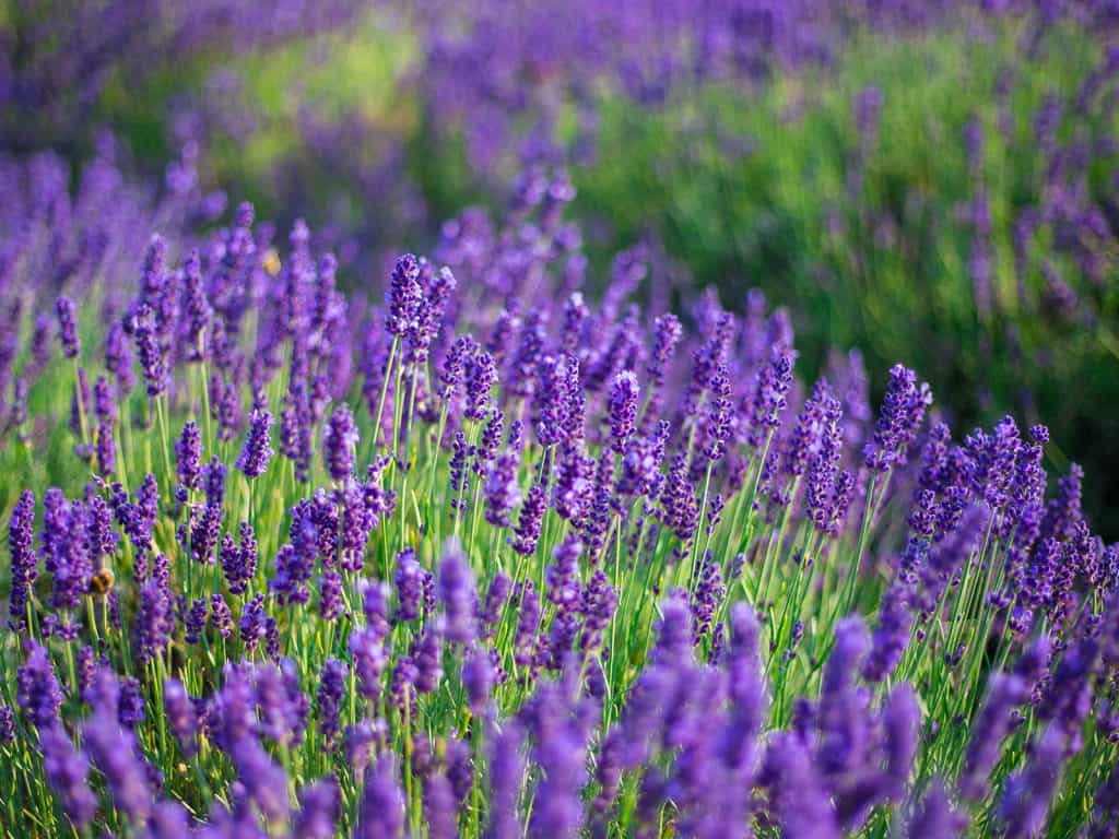 bathing herbs: lavender flower bath benefits