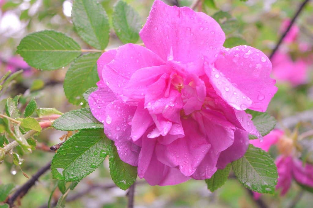 bathing herbs: rose flower bath benefits
