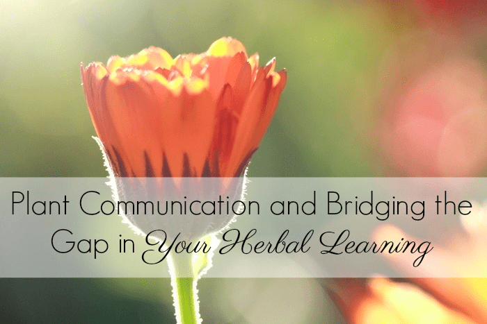 Plant Communication and Bridging the Gap in Your Herbal Learning