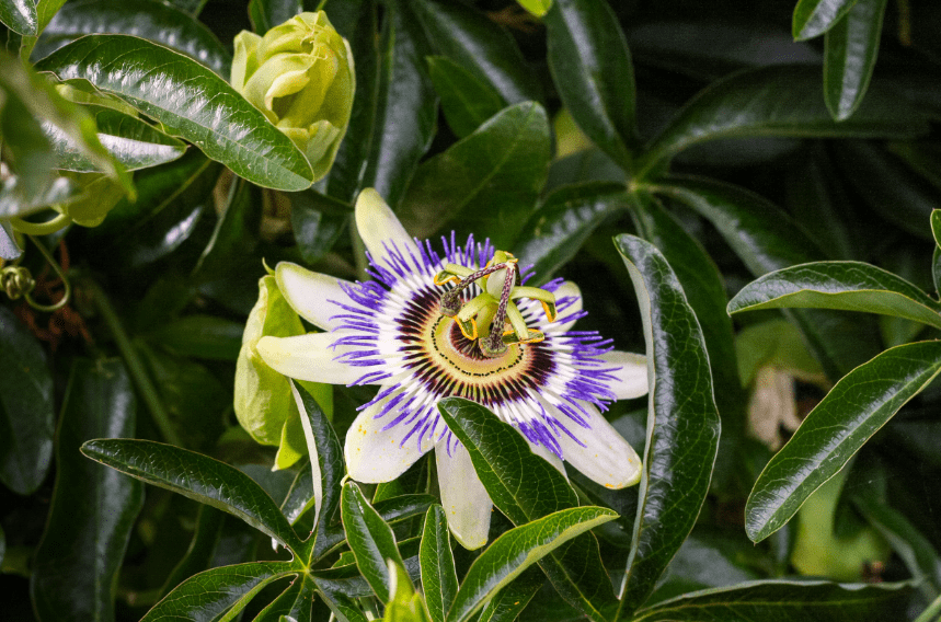 herbs for fire season: passionflower