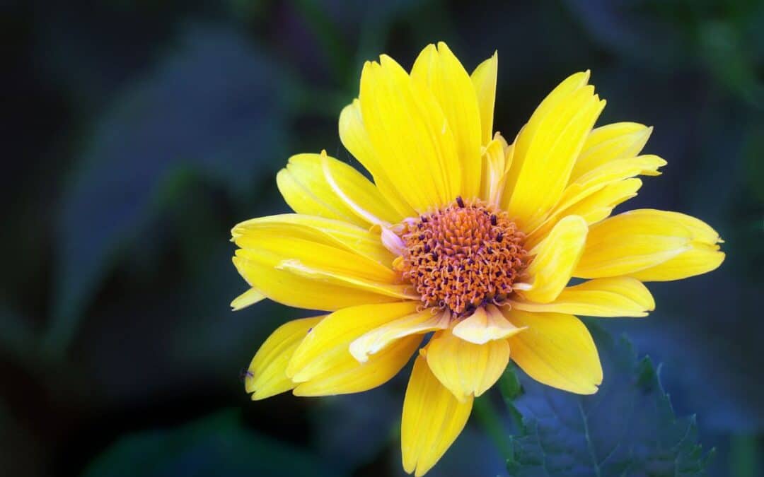 Arnica Oil: What and What Not to Use it For