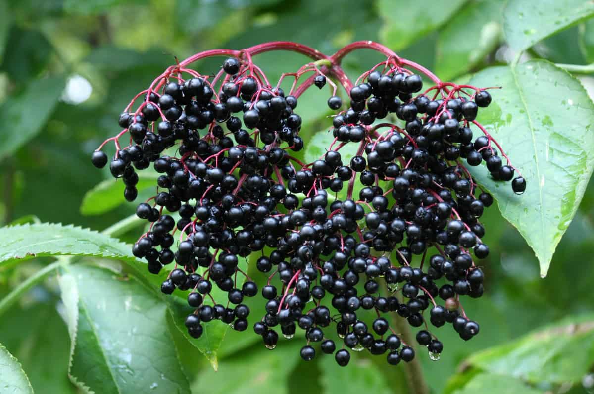 How to Grow Elderberry - Kami McBride