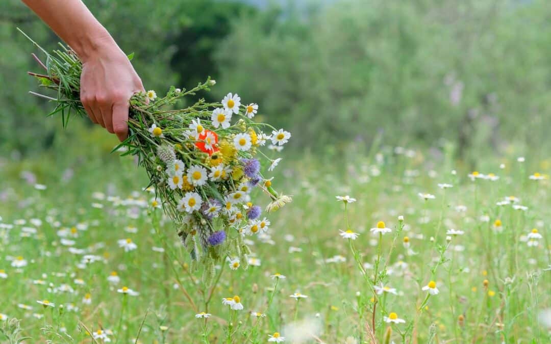 Working with Bio-Intelligence of Plants for Healing and Guidance During Insane Times