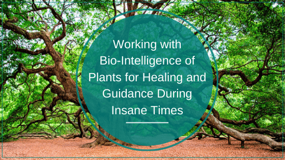 Working with Bio-Intelligence of Plants for Healing and Guidance During Insane Times