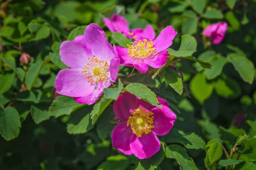 herbs for fire season: rose petal