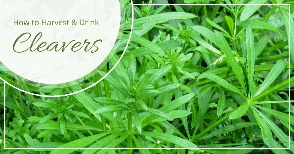 Wildcrafting: How to Harvest & Drink Cleavers