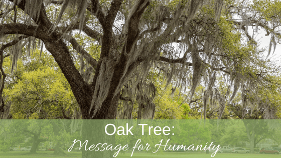 Oak Tree Message for Humanity