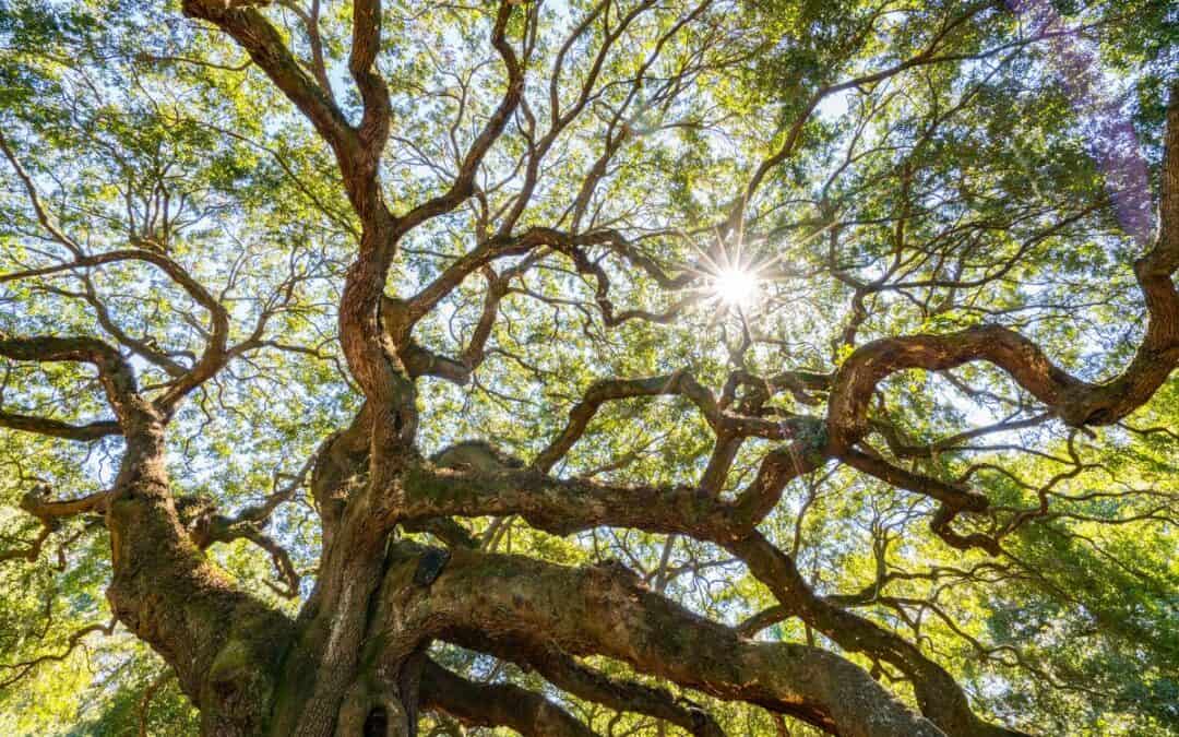 Oak Tree Message for Humanity