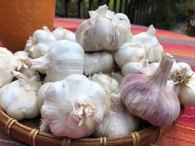 garlic herbal medicine for colds and flu