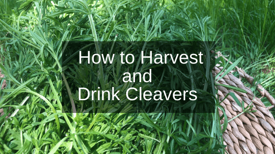 diy-how-to-harvest-and-drink-cleavers-living-awareness-institute