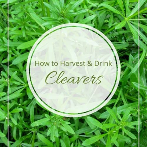 Cleavers Benefits: How to Harvest & Drink This Wild Herb