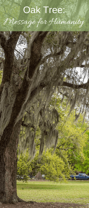 Oak Tree - Pinterest