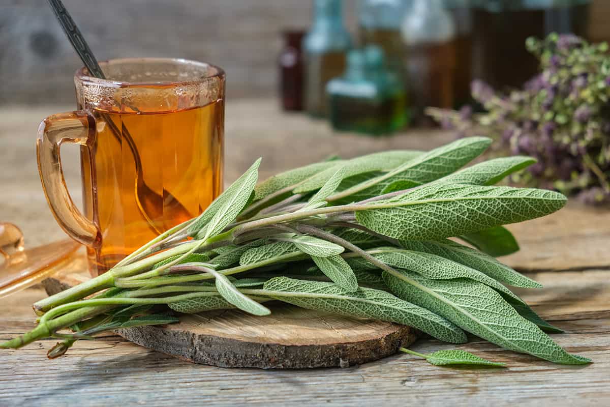 herbal self-care techniques: sage tea for herbal gargle