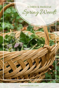 edible and medicinal spring weeds to forage