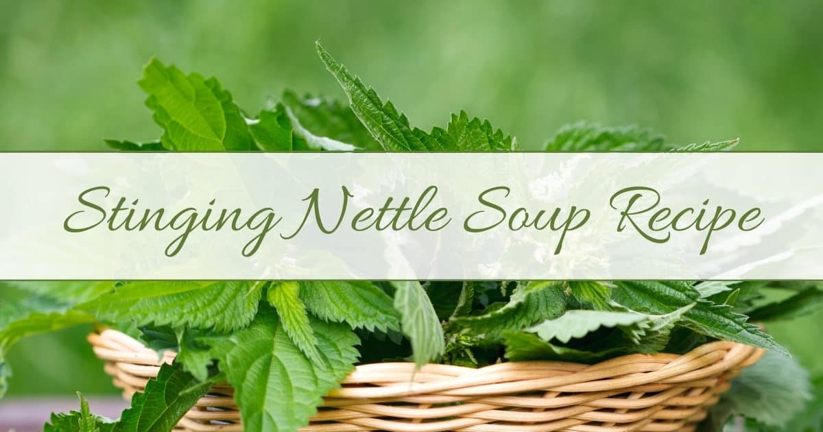 nettle soup recipe