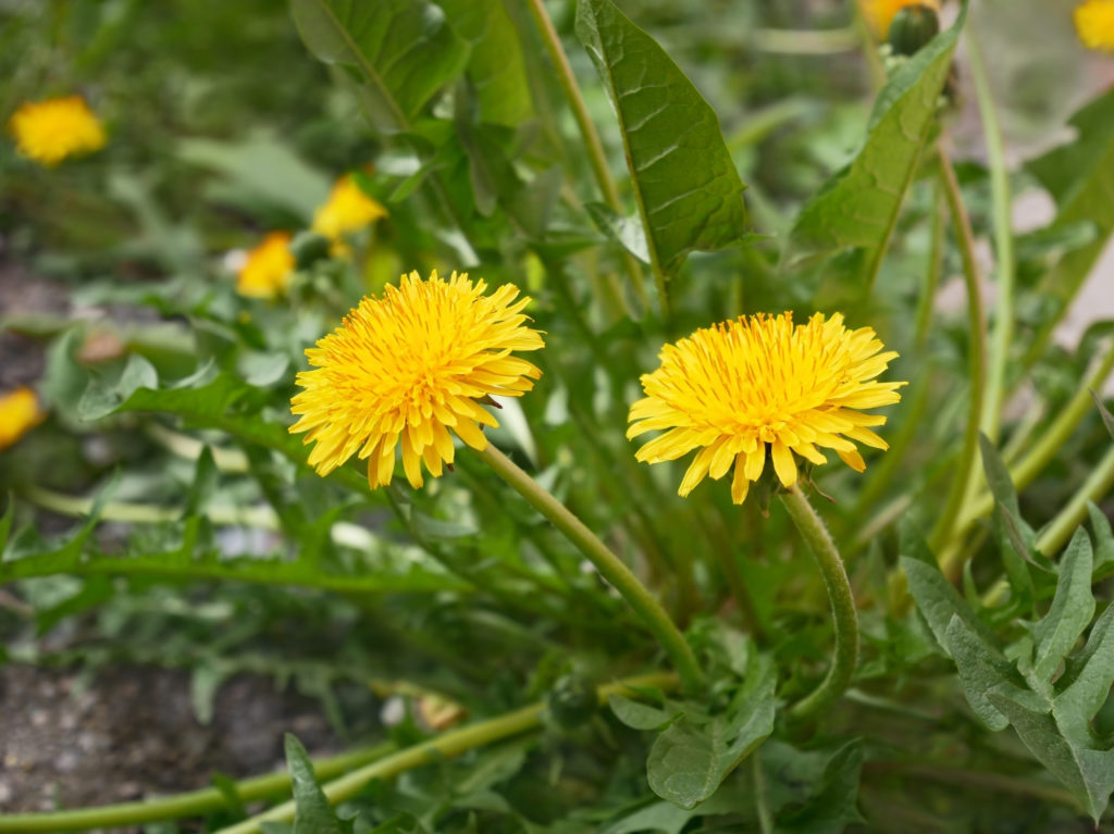 edible and medicinal spring weeds: dandelion