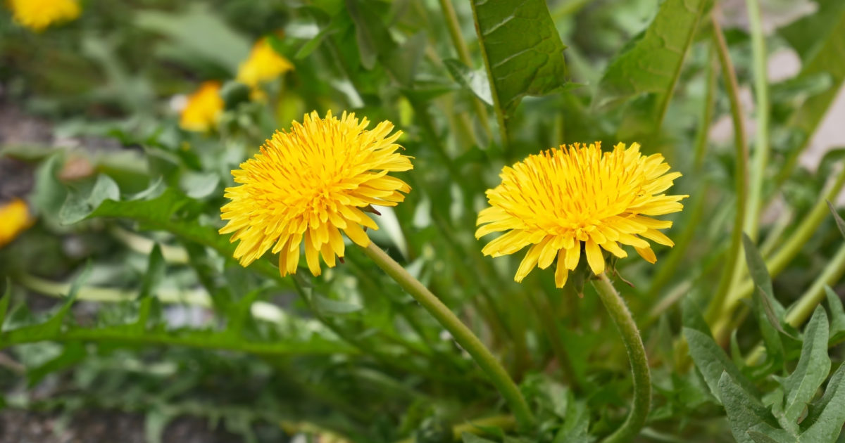 How to Eat Dandelion 3 Ways