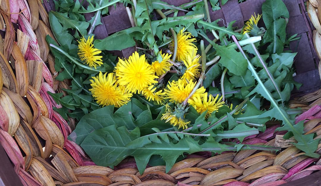 edible and medicinal spring weeds