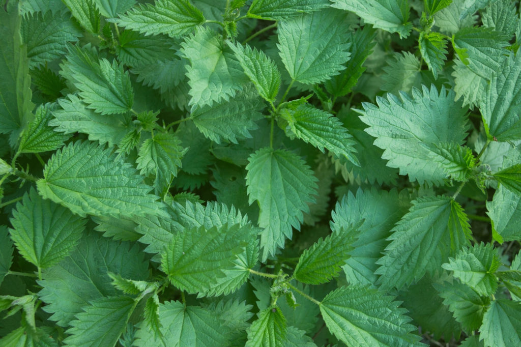 edible and medicinal spring weeds: nettle