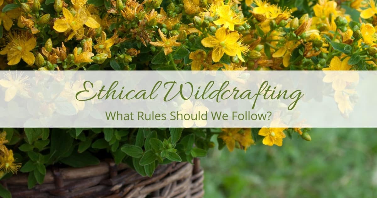 Ethical Wildcrafting: What Rules Should We Follow for Wild Harvesting?