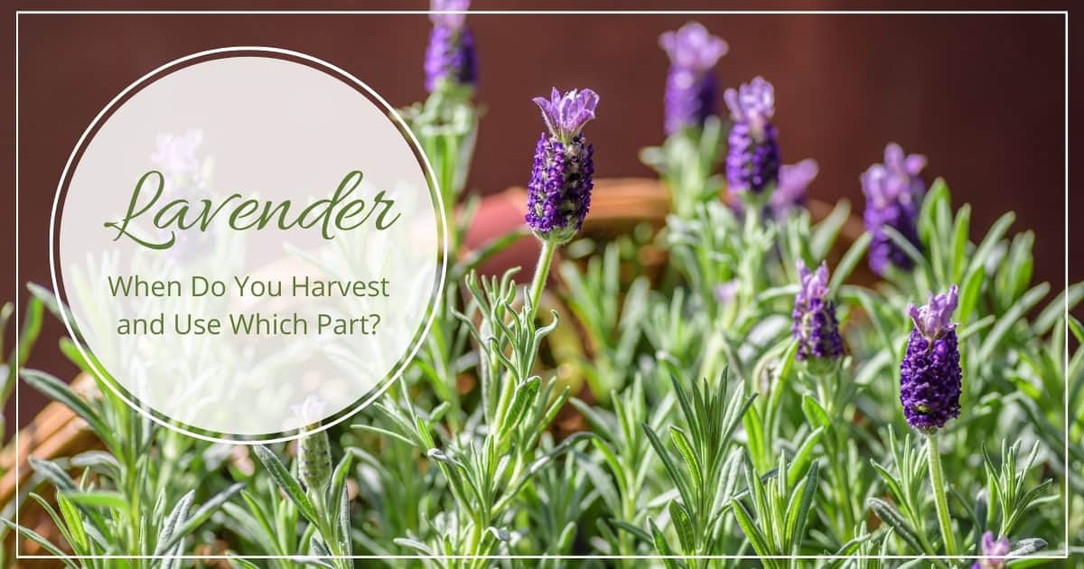 When to Harvest Lavender & How to Use Lavender Leaves