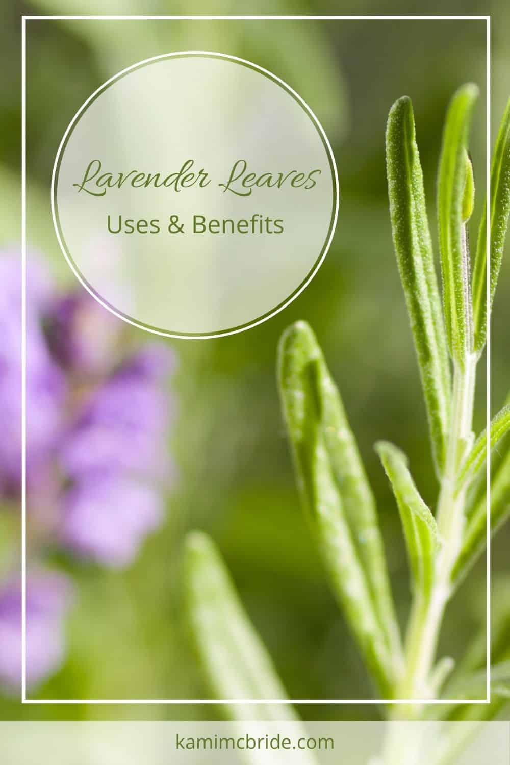 lavender leaves: uses & benefits