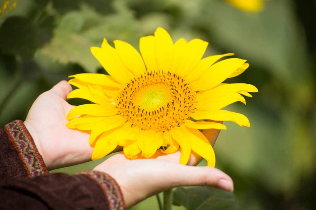 hands with sunflower