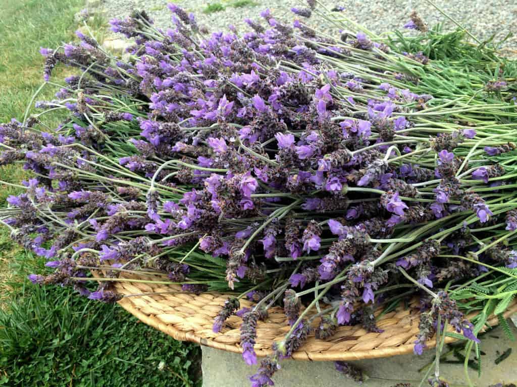 harvesting lavender leaves and flowers