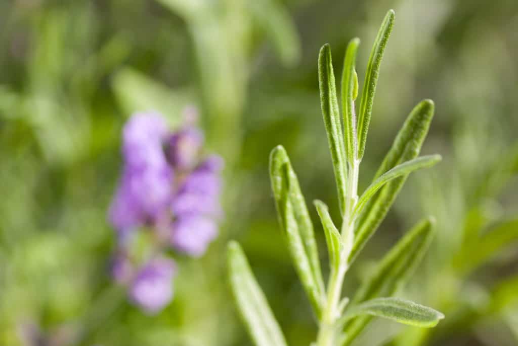 lavender leaves