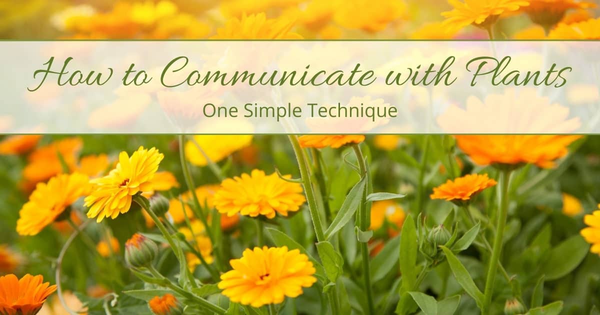 How to Communicate with Plants: One Simple Technique to Connect with the Earth