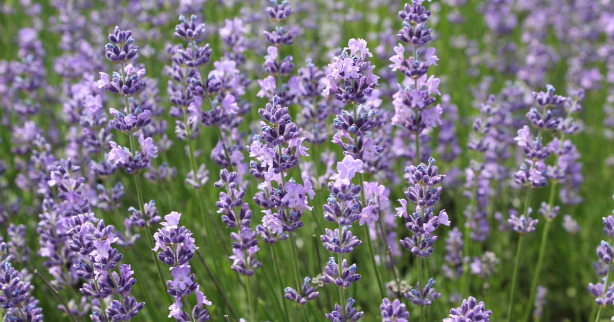 When to Harvest Lavender & How to Use Lavender Leaves