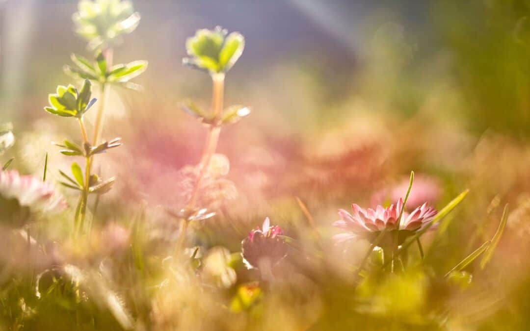 Simple Ways to Connect with Nature This Summer