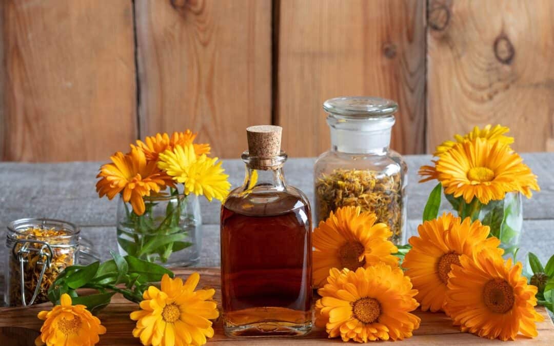 Calendula Oil: Uses and Benefits