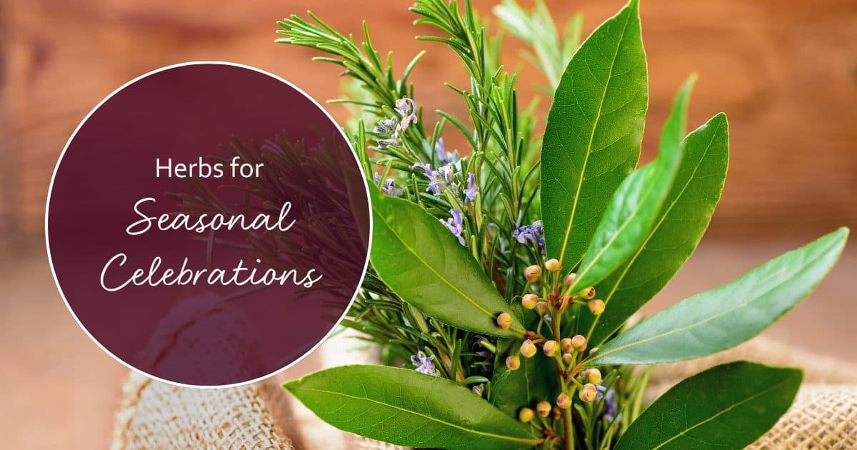 herbs for seasonal celebrations