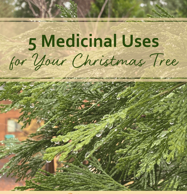 5 Medicinal Uses for Your Christmas Tree