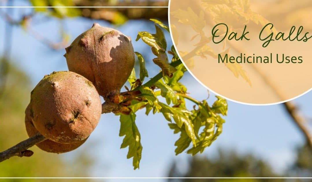 Oak Galls Medicinal Uses