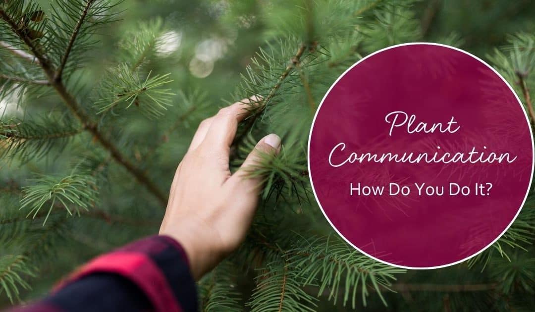 Plant Communication: How Do You Do It?