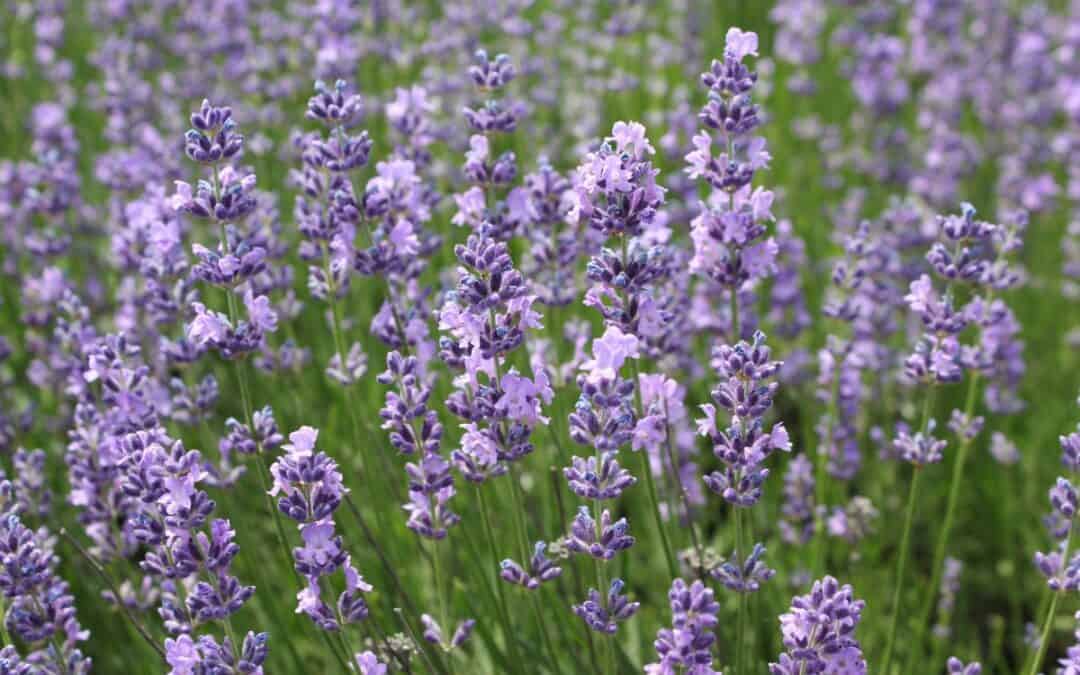 7 Things to Do With Lavender