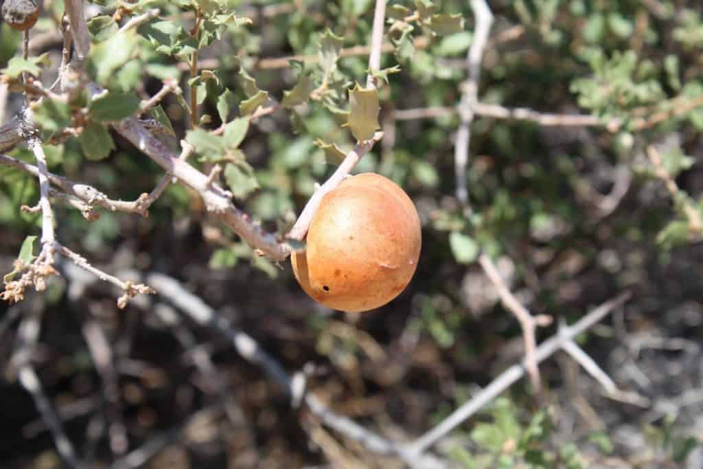 oak galls medicinal uses
