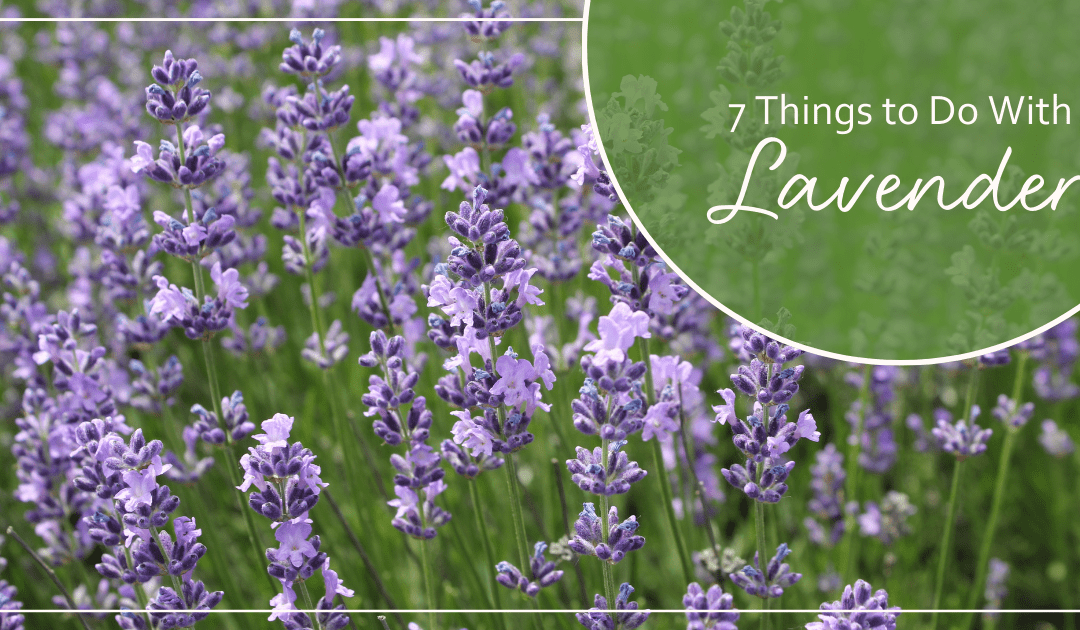 things to do with lavender