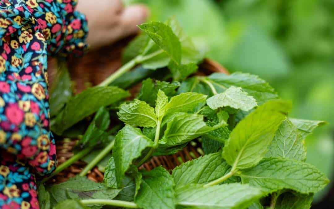 After-Dinner Mint Cordial Recipe