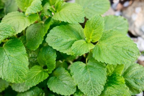 Cooling Herbal Foot Soak - Kami McBride