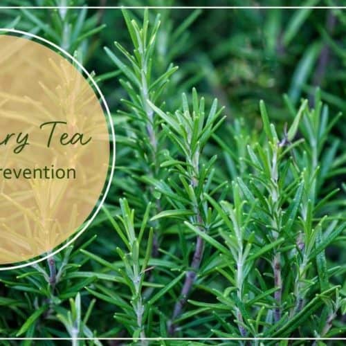 rosemary tea for colds
