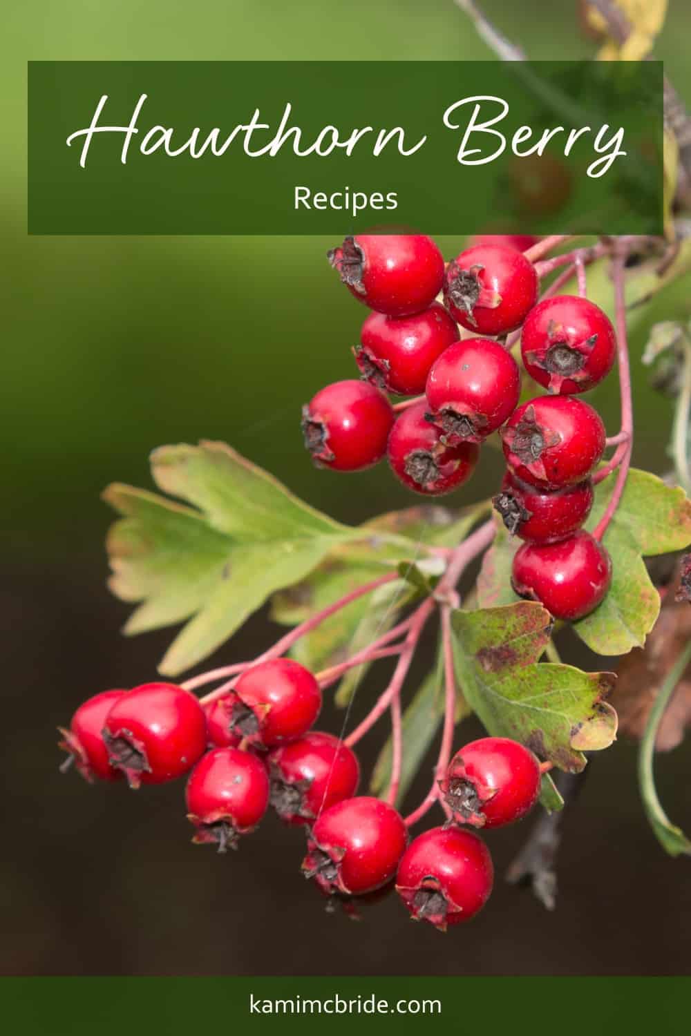 hawthorn berry recipes