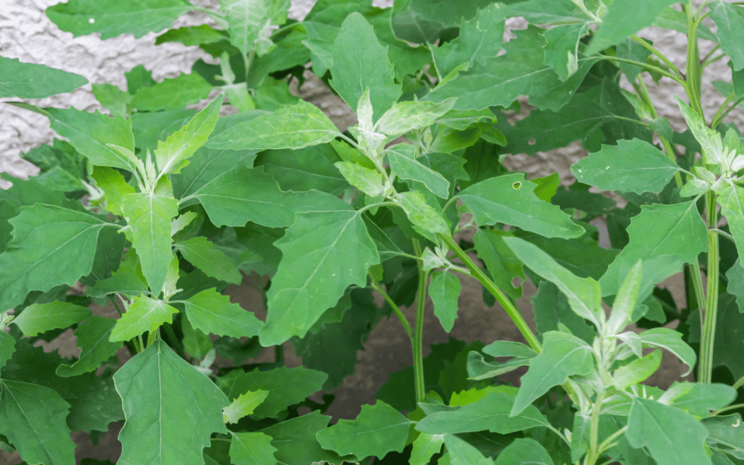 How to Eat Lamb’s Quarters
